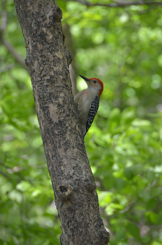 a side glance from a red bellied woodpecker