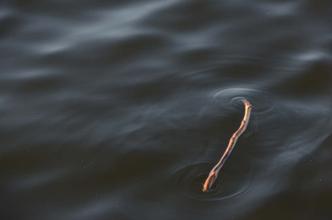 a branch floating in Lake Superior