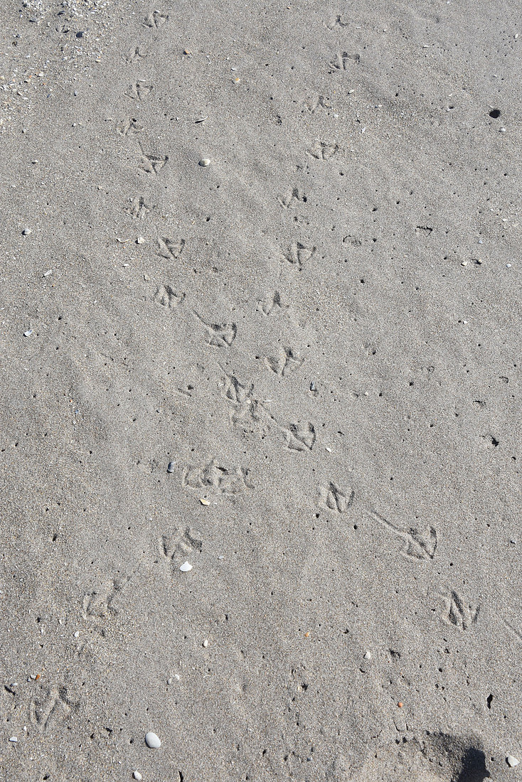 An X path of bird footprints that looks like a double helix