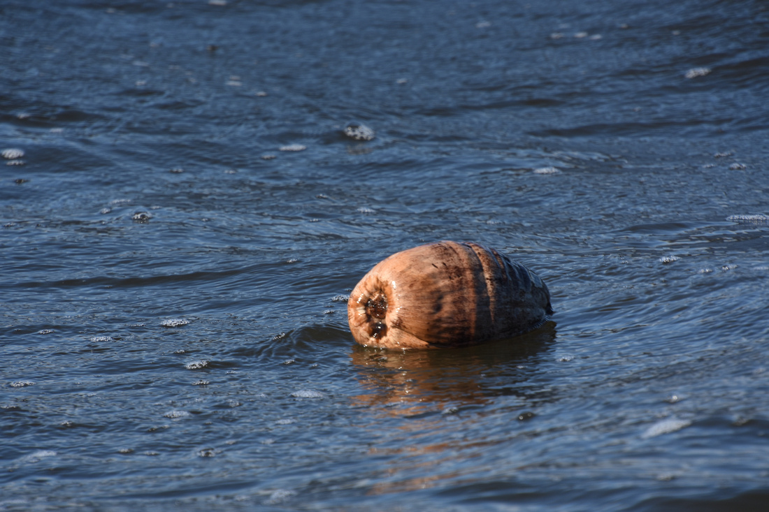 coconut floating in the river